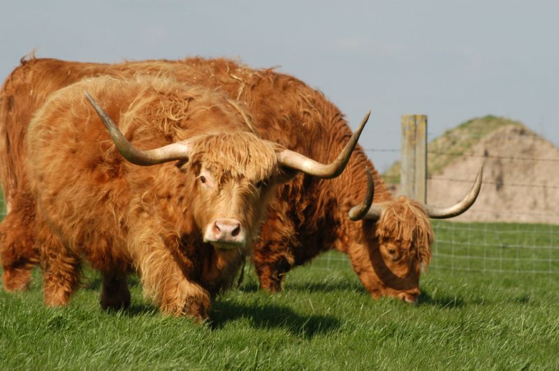 Hardys Animal Farm