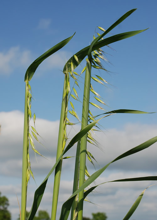 Be prepared to treat this season’s potential pronounced wild oat flush on time, growers are being urged, to stop them getting big and cutting yield 