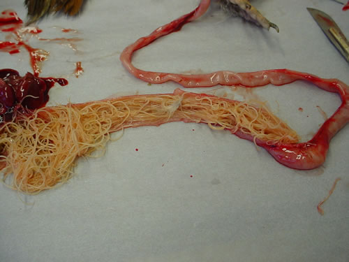 Massive ascarid (roundworm) burden blocking the small intestine of a laying hen