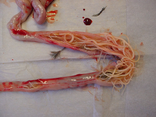 Large numbers of ascarid worms (roundworms) blocking a loop of small intestine from a laying hen
