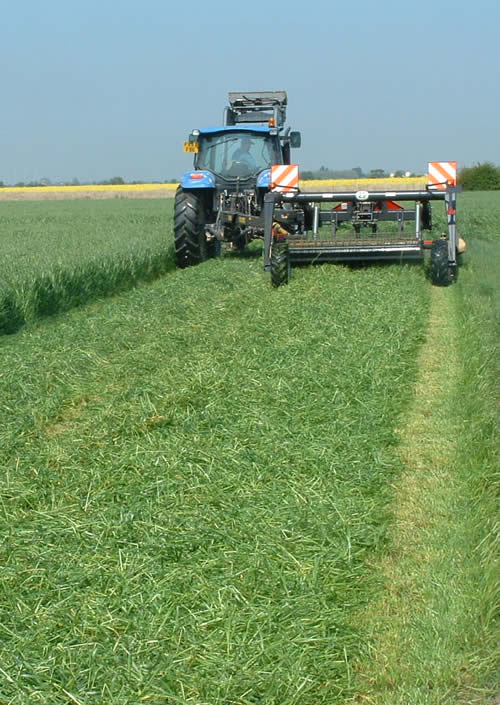 Italian ryegrass can produce dry matter yields that are significantly higher than maize.