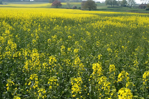 Patchy OSR poses flowering problems