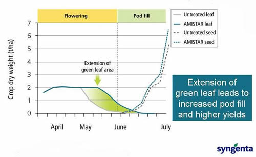 Fig 1. Retaining green leaf area for longer could help this year’s backward crops improve pod fill, increase yield and raise seed oil content.
