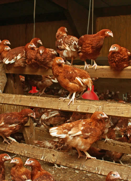 Producers should ensure that pullets have adequate access to perches