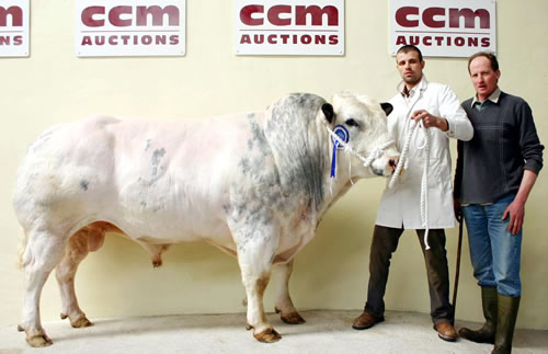 Gareth Hogg with his Skipton British Blue reserve champion, joined by judge Joe Throup, right