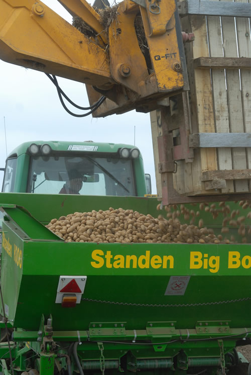 Potato seed loading planter