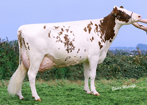Wiilsbro Razzle Red’s dam, Rockset Faber Rachel EX92.