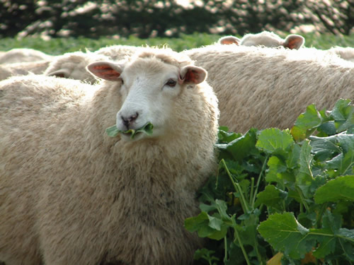Finishing lambs on brassicas