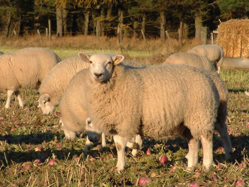Finishing lambs stubble turnips