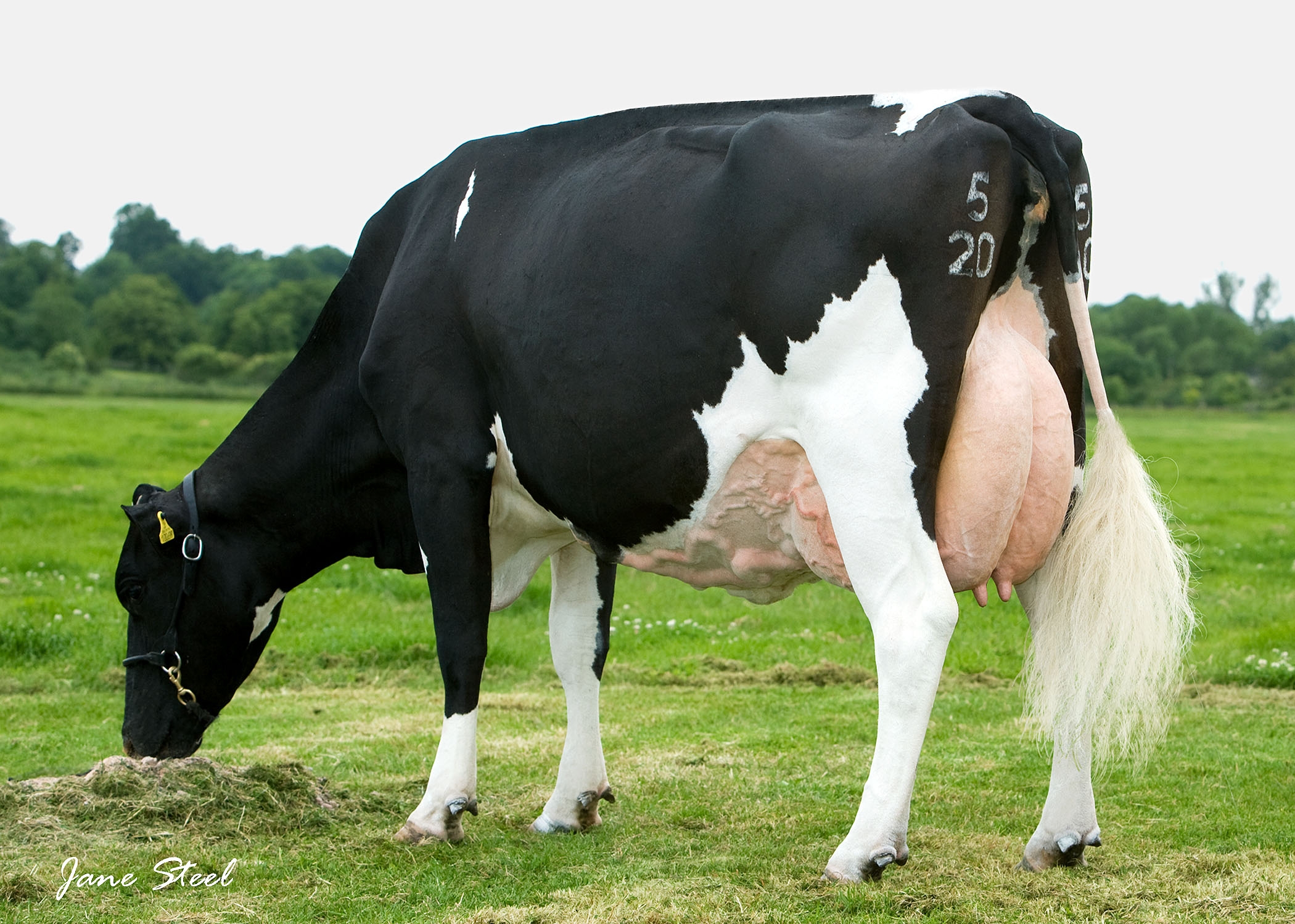 GP81 Huddlestone Spooky daughter bred by A D McIntosh, Swindon