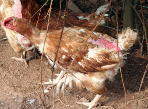 With protective feathers missing, these brambles could lead to scratched skin which could subsequently become infected