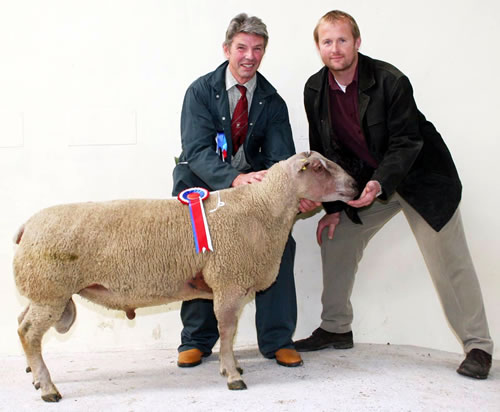Charles Marwood with his Skipton commercial Charollais shearling ram champion, joined by judge Robert Greenwood.