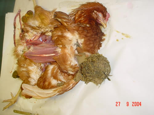 Grass impaction of the crop (Picture copyright and courtosy of Crowshall Veterinary)