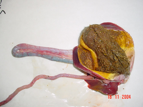Grass impaction of the gizzard (Picture copyright and courtosy of Crowshall Veterinary)