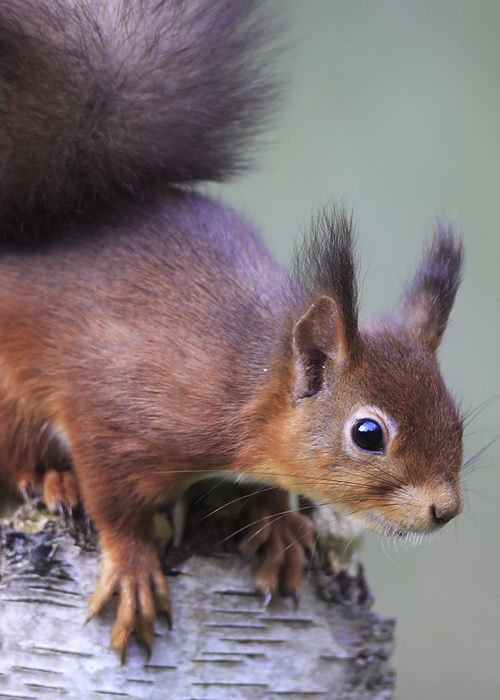 The Red Squirrel will be introduced to the Doe Wood conservation area when the new woodland areas are established. Copyright: Rick Thornton