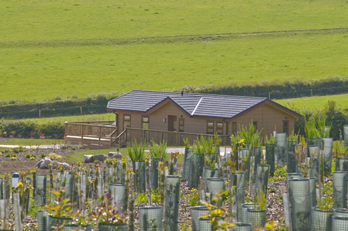 Some of the 10,000 trees and shrubs already beginning to thrive in the newly planted areas of the land.