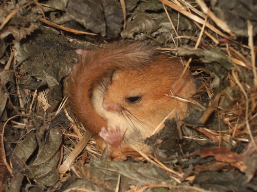 Hazel dormouse  Credit,Kate Merry