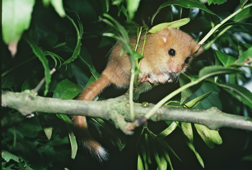 Hazel dormouse Photo credit Pat Morris