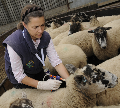 Anne Gibbs, vaccinating sheep