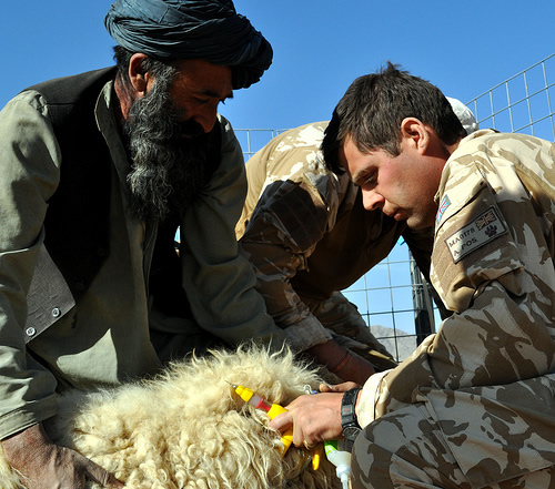 Captain Miles Malone treating a Afghan flock - Pioneering Vet clinic in Taliban country