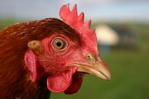 An untrimmed beak