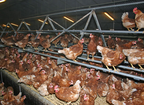 Some producers have removed aerial perches as they can impede the movement of hens and hinder flock inspection