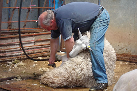 Sheep shearing