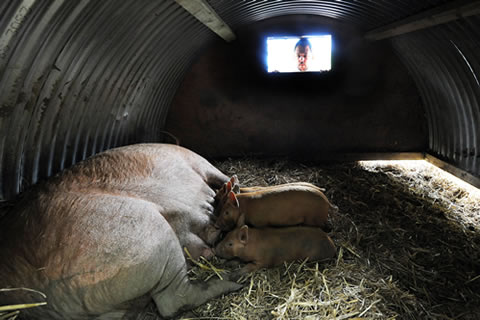 Chef Damina Clisby looks in on the rare breed porkers