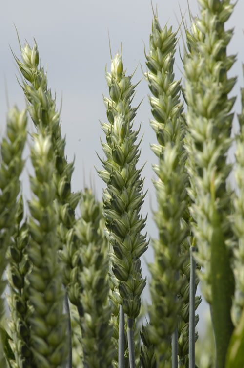Ketchum winter wheat