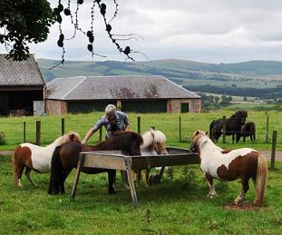 Carol and the four Shetland ponies