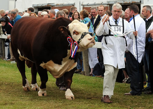The 2010 Great Yorkshire Show Supreme Beef Champion, “Romany 1 Captain”, a four year old Hereford, shown by Keith Jempson for Nesbitt Farms