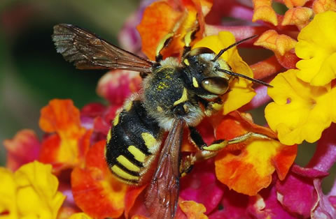 "Bees, hoverflies, butterflies and other pollinators are vital for our crops and food supply but are in decline