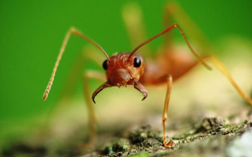 We will collect semen from the drones and inseminate the queens and establish a farmed population of weaver ants, explains head of research unit Karl-Martin Vagn Jensen