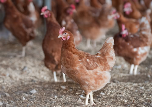 Egg producers could be forced out of the industry and supplies of UK free range eggs could be put at risk