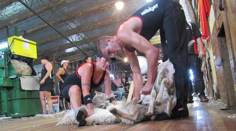 Rowland Smith during the shearing record in which and brother Doug shore 1066 ewes in eight hours, 80 more than previous two-stand record set in 1999