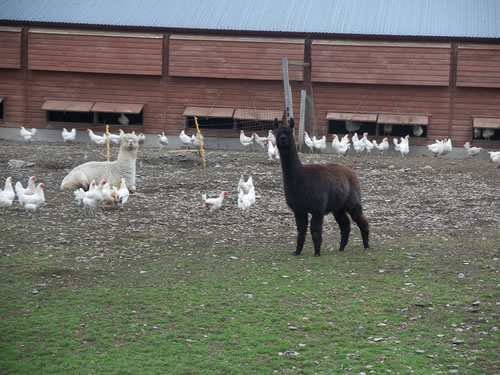 Alpacas are at home with hens or sheep