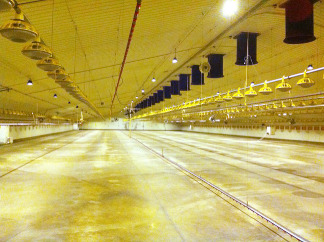 First installation of the AgriLamp™ 30W Dimmable Broiler Lamp