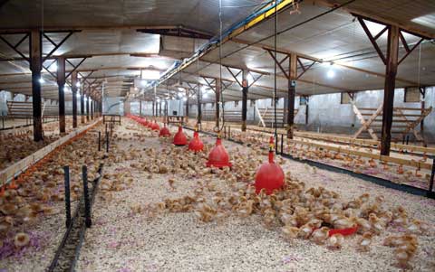 As things stand there will also be a requirement for pullets to be fully organic. The current derogation for part-organic pullets is due to expire on December 31 this year