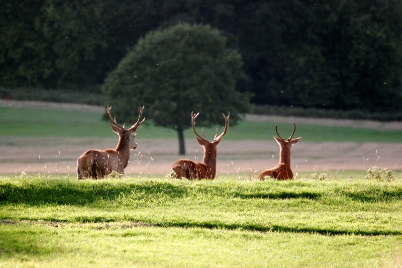 Richmond park is famous for its ancient trees, herds of deer and colourful gardens