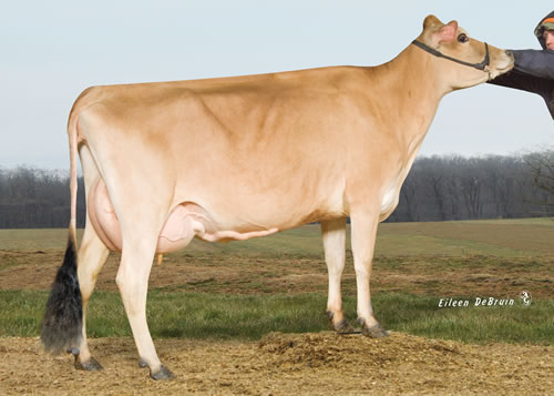 Allstar daughter- Norse Star All Star VG84