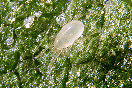Amblyseius montdorensis mites work faster and for longer