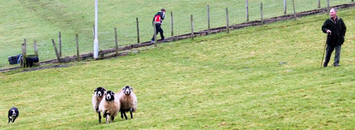 Shaun Richards in action on the trials field with Jill, second highest priced dog at Skipton.