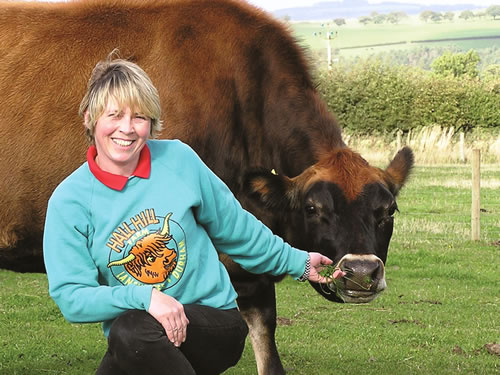 Ann Darlington feeds a Jersey cow