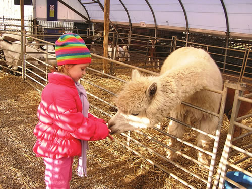 Feeding Alpacas