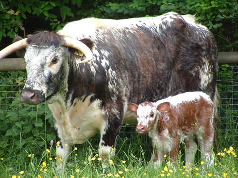 Longhorn cattle grazing on the meadow at Wardley