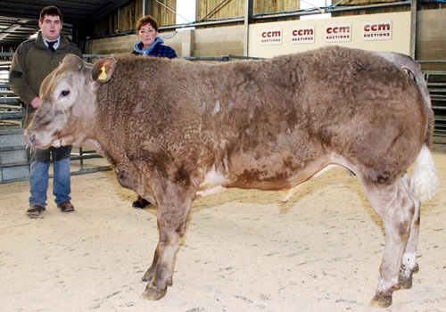 Linda Broadbent and judge Matthew Keel with the 2011 Craven Champions Day non halter-led champion