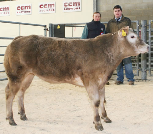 Alan Burley, left, and judge Matthew Keel with the first prize Charolais-sired heifer