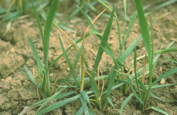 Wheat Bulb fly marches on - FarmingUK News