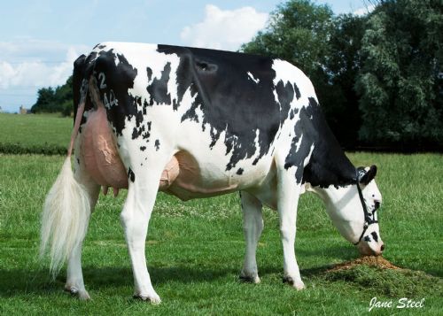 Combwich Twist Elly grazing
