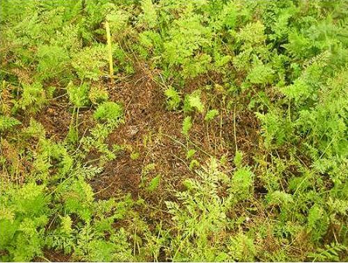 Carrot fungicide sprays need to achieve good penetration of the crop canopy to minimise Sclerotinia attacks on foliage.